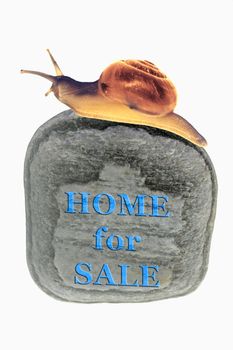 Home For Sale Concept with Zonitoides Nitidus Snail