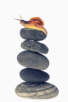 Snail on top of stacked pebbles