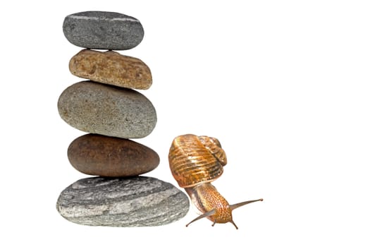 Snail on top of stacked pebbles