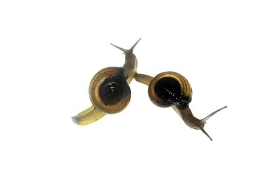 Shiny Glass Snail, Zonitoides nitidus