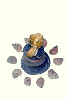Snail on top of stacked pebbles