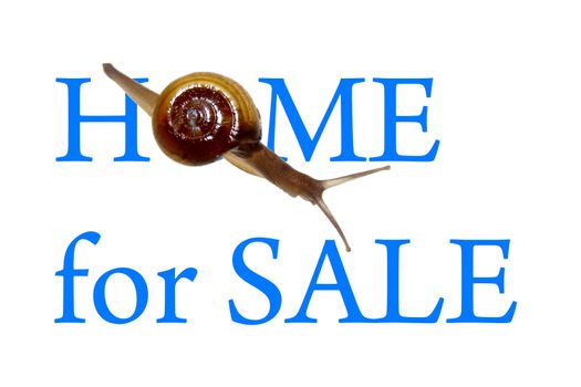 Home For Sale Concept with Zonitoides Nitidus Snail