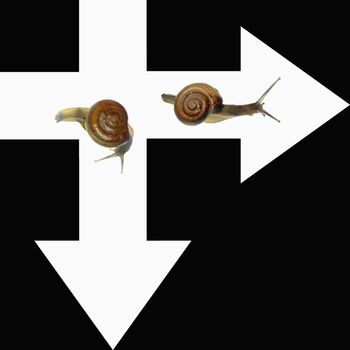 Way of Success Concept with Snails