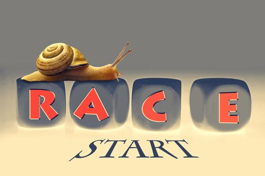 Snail Race, Concept