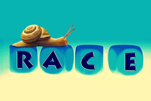 Snail Race, Concept