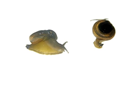 Shiny Glass Snail, Zonitoides nitidus