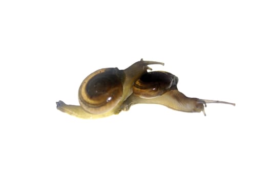 Shiny Glass Snail, Zonitoides nitidus