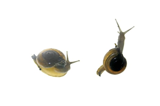 Shiny Glass Snail, Zonitoides nitidus