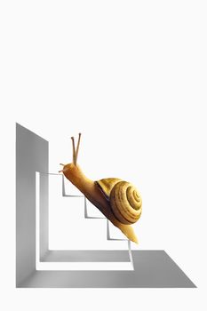 Snail on Staircase