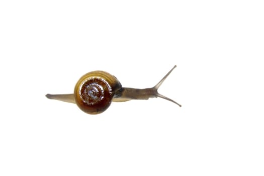 Shiny Glass Snail, Zonitoides nitidus