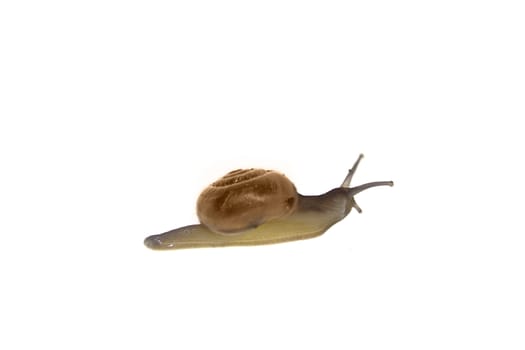 Shiny Glass Snail, Zonitoides nitidus
