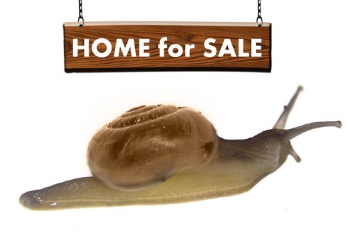 Home For Sale Concept with Zonitoides Nitidus Snail