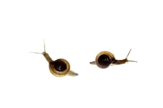 Shiny Glass Snail, Zonitoides nitidus