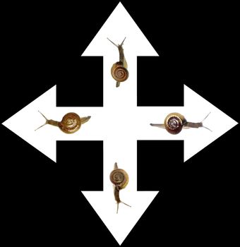 Way of Success Concept with Snails