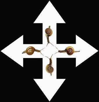 Way of Success Concept with Snails
