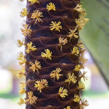 Male Flowers of Coco de Mer or Double Coconut (Lodoicea maldivica)
