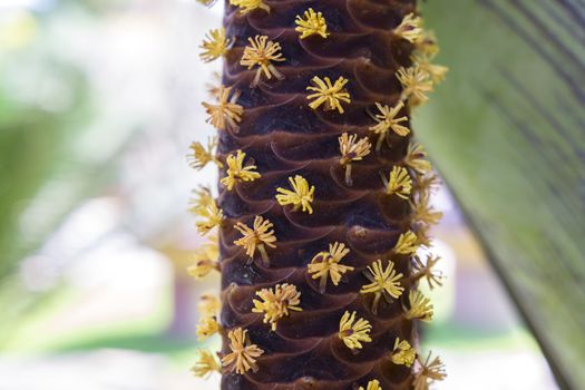 Male Flowers of Coco de Mer or Double Coconut (Lodoicea maldivica).