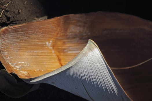 leaf base of Chrysalidocarpus lutescens (Areca Palm)