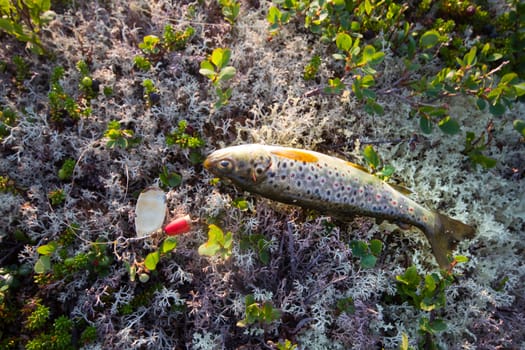 catching of salmon fish on a bait lire