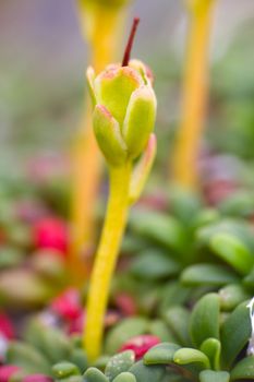 Arctic prairie plants - backgrounds of polar bald mountain macro shooting. summer