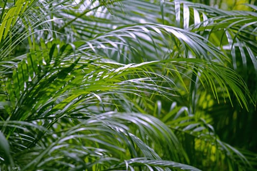Chrysalidocarpus lutescens (Areca Palm)