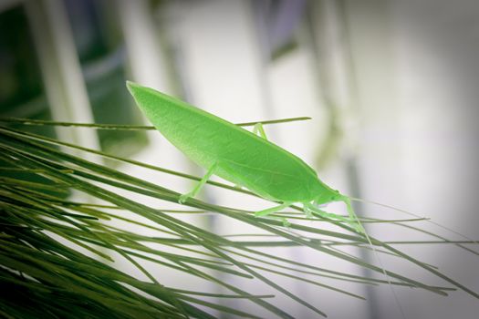 Tettigoniidae, katydids, bush cricket