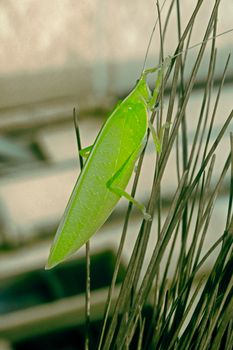 Tettigoniidae, katydids, bush cricket