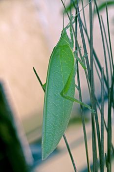 Tettigoniidae, katydids, bush cricket