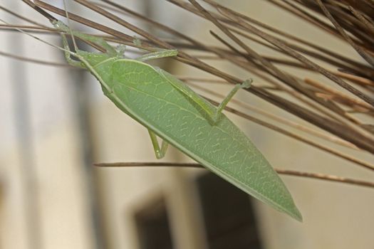 Tettigoniidae, katydids, bush cricket