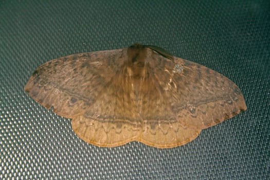 operophtera brumata moth