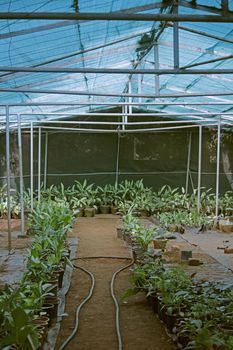 young plants in greenhouse
