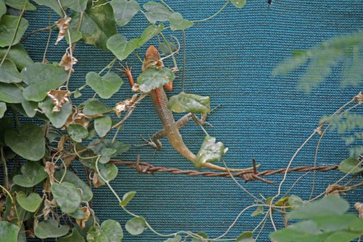 Indian Garden Lizard (Calotes versicolor)