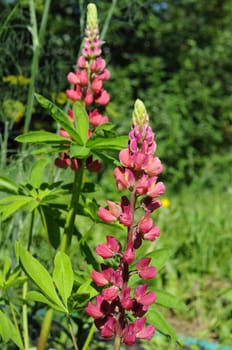 The blossoming pink lupine in a garden