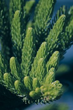 Norfolk Island pine, branch detail