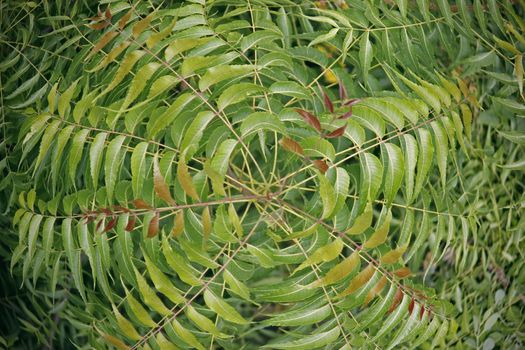 Medicinal Neem leaves-Azadirachta indica