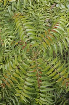 Medicinal Neem leaves-Azadirachta indica