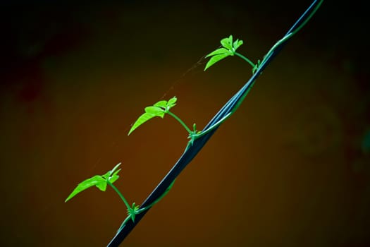 Ipomoea cairica (I. palmata)