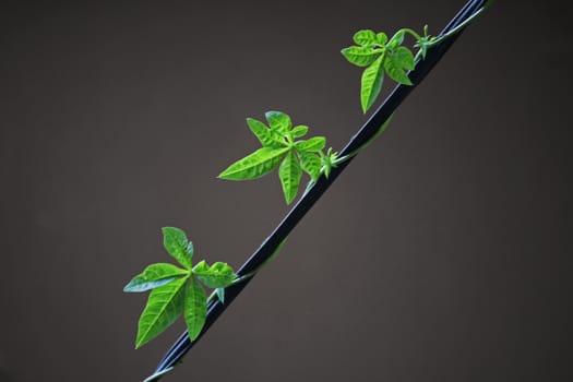 Ipomoea cairica (I. palmata)