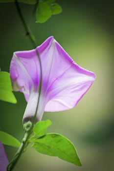 Flower of Ipomoea cairica (I. palmata)