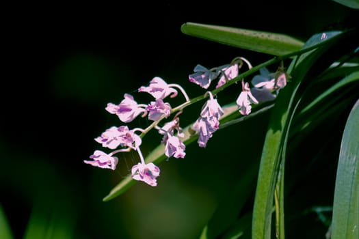 Curled Aerides, Aerides crispa