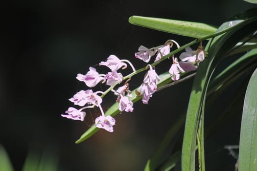 Curled Aerides, Aerides crispa
