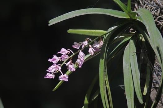 Curled Aerides, Aerides crispa