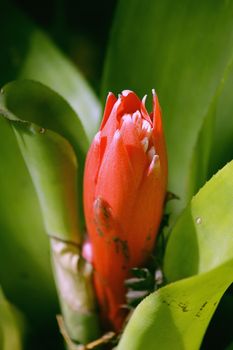 Foolproof Plant, Flaming Torch, Summer Torch, Billbergia pyramidalis