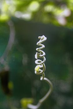 tendril of Stephania japonica