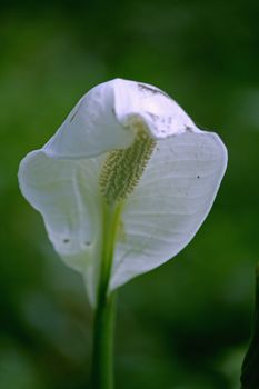 Peace lily, Cobra plant, Spathiphyllum wallisii