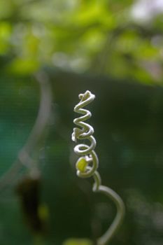 tendril of Stephania japonica
