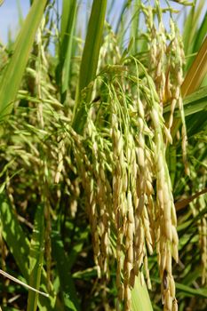 Ripe rice grains in Asia before harvest