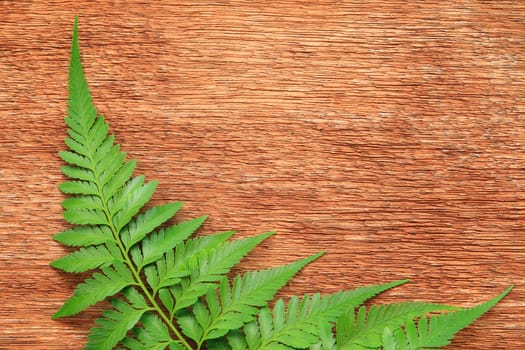 Close-up of fern on the wooden board