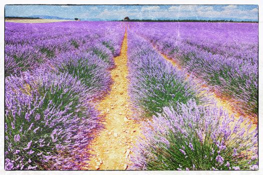 vintage fresco style of the lavender field landscape
