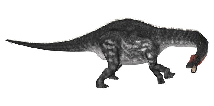 3D digital render of a curious dinosaur apatosaurus looking down isolated on white background